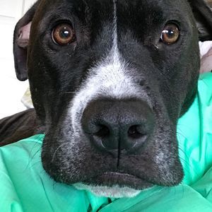 Meet your Posher, Rylan